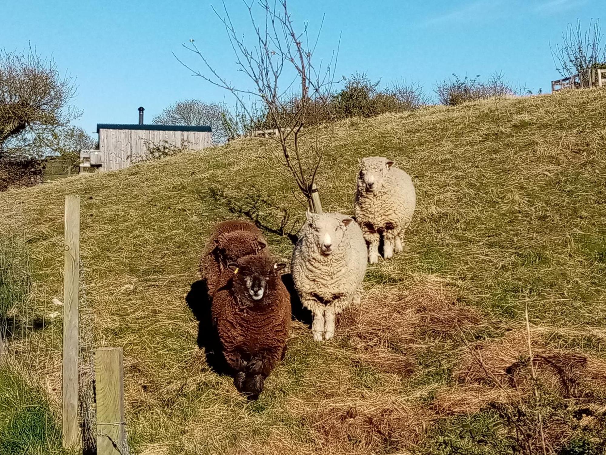 Meadowbeck - Shepherd Huts Fylingdales Kültér fotó