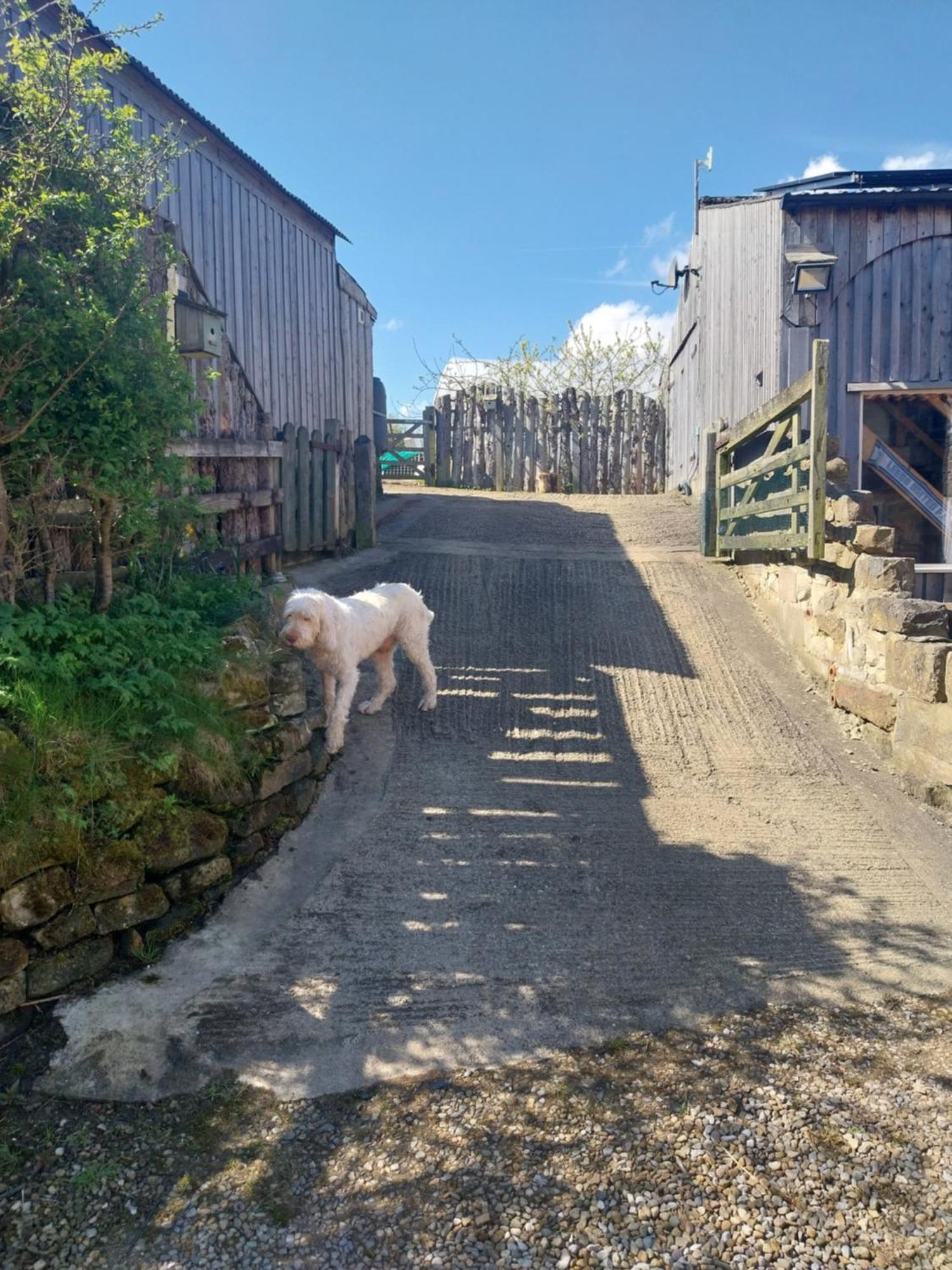 Meadowbeck - Shepherd Huts Fylingdales Kültér fotó